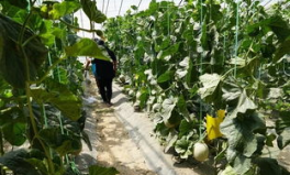 網(wǎng)紅喬木的吃瓜視頻,揭秘娛樂圈幕后故事