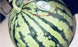 百萬(wàn)網(wǎng)紅最新吃瓜,揭秘娛樂(lè)圈幕后真相