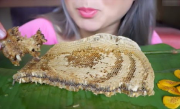 吃播小姐姐吃蜂巢蜜視頻,吃播小姐姐的甜蜜冒險(xiǎn)